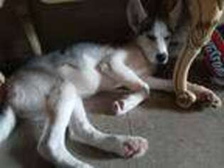 Alaskan Husky Puppy for sale in Saint Paul, MN, USA