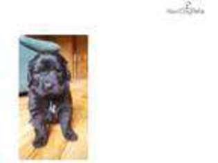 Newfoundland Puppy for sale in Duluth, MN, USA