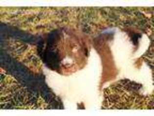 Newfoundland Puppy for sale in Summerfield, NC, USA
