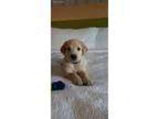 Labrador Retriever Puppy for sale in Columbus, GA, USA