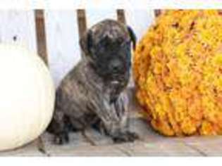 Mastiff Puppy for sale in Bremen, IN, USA