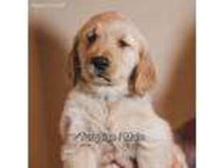 Golden Retriever Puppy for sale in Arlington, WA, USA