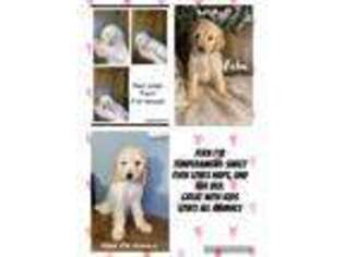 Goldendoodle Puppy for sale in Alma, AR, USA