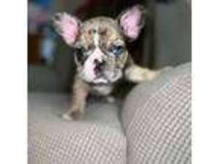 French Bulldog Puppy for sale in Fall River, MA, USA