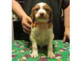 Brittany Puppy for sale in Hardinsburg, KY, USA