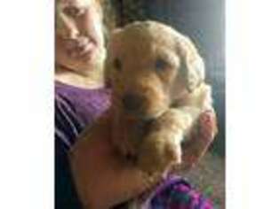 Labradoodle Puppy for sale in Cheyenne, WY, USA
