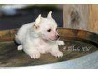 Chinese Crested Puppy for sale in Saratoga Springs, NY, USA