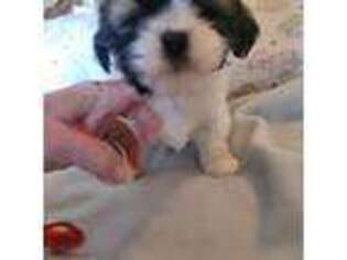 Lhasa Apso Puppy for sale in Big Bear Lake, CA, USA