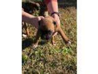 Boxer Puppy for sale in Tabor City, NC, USA