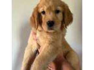 Golden Retriever Puppy for sale in Wenatchee, WA, USA