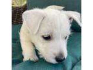 West Highland White Terrier Puppy for sale in Nokomis, FL, USA