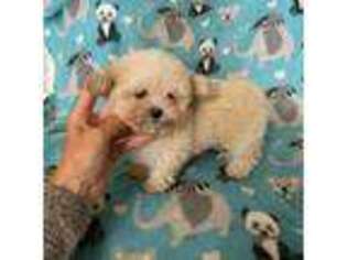 Mutt Puppy for sale in Saint Johns, MI, USA