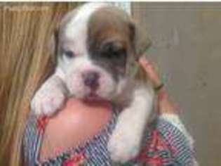 Olde English Bulldogge Puppy for sale in Warrior, AL, USA