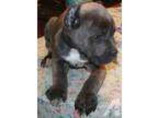 Saint Bernard Puppy for sale in BLODGETT, OR, USA