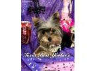 Yorkshire Terrier Puppy for sale in San Antonio, TX, USA