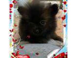 Pomeranian Puppy for sale in Titus, AL, USA
