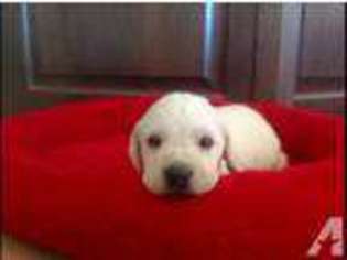 Labrador Retriever Puppy for sale in Eagle Mountain, UT, USA