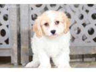 Cavachon Puppy for sale in Butler, OH, USA