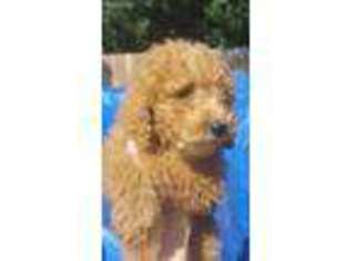 Goldendoodle Puppy for sale in Danville, KY, USA