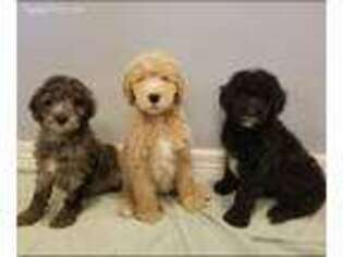 Labradoodle Puppy for sale in Siloam Springs, AR, USA