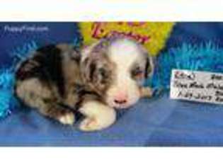 Miniature Australian Shepherd Puppy for sale in Westfield, NC, USA