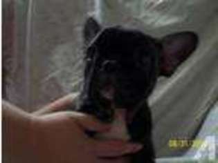French Bulldog Puppy for sale in MARYVILLE, TN, USA