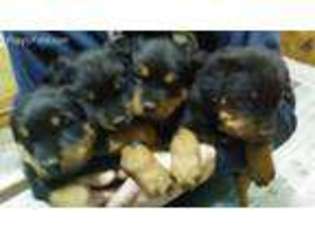 Rottweiler Puppy for sale in Angola, NY, USA