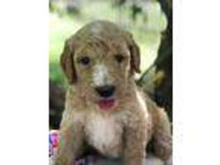 Goldendoodle Puppy for sale in Greenwood, AR, USA