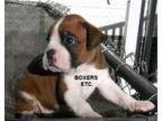 Boxer Puppy for sale in Nicholls, GA, USA