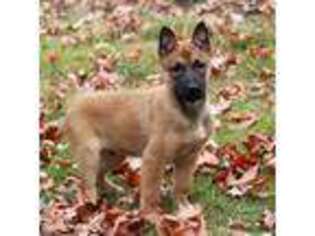 Belgian Malinois Puppy for sale in Fredericksburg, OH, USA