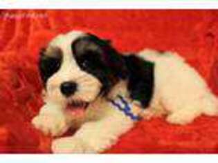 Havanese Puppy for sale in Waynesville, OH, USA