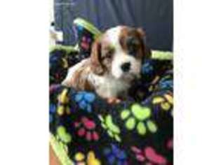 English Toy Spaniel Puppy for sale in Knoxville, IA, USA