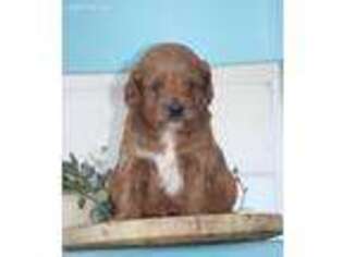 Cock-A-Poo Puppy for sale in Elnora, IN, USA