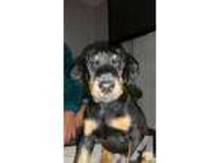 Doberman Pinscher Puppy for sale in SAINT LOUIS, MO, USA