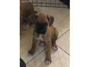 Boxer Puppy for sale in Lehigh Acres, FL, USA