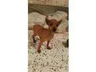 Miniature Pinscher Puppy for sale in Sherman, TX, USA