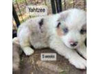 Australian Shepherd Puppy for sale in Paradise, PA, USA