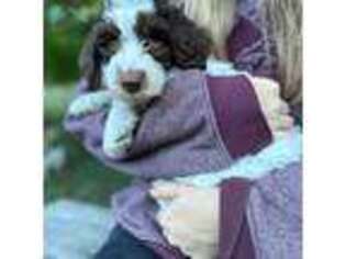English Setter Puppy for sale in Mesa, AZ, USA