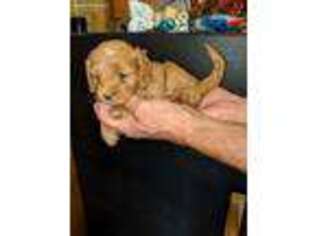 Cock-A-Poo Puppy for sale in Dowagiac, MI, USA