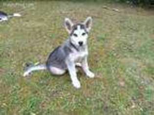 Siberian Husky Puppy for sale in Port Wing, WI, USA