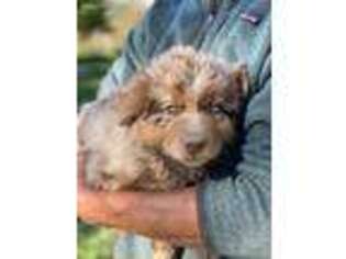 Australian Shepherd Puppy for sale in Twin Falls, ID, USA