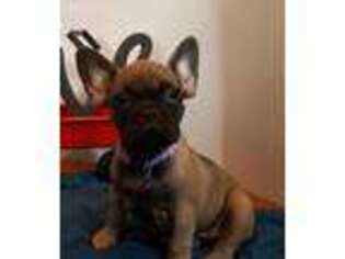 French Bulldog Puppy for sale in Akron, OH, USA