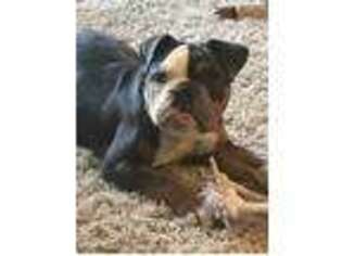 Medium Photo #1 Olde English Bulldogge Puppy For Sale in Creedmoor, NC, USA