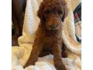 Goldendoodle Puppy for sale in Sherman, TX, USA