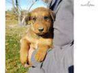 Airedale Terrier Puppy for sale in Twin Falls, ID, USA