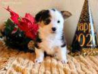 Pembroke Welsh Corgi Puppy for sale in Hale, MO, USA