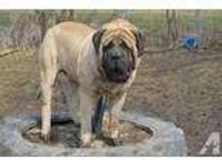 Mastiff Puppy for sale in WAUSEON, OH, USA