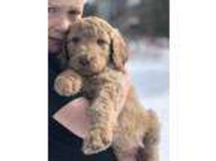 Goldendoodle Puppy for sale in Poplar, WI, USA