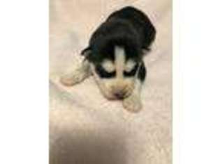 Siberian Husky Puppy for sale in West Alexandria, OH, USA