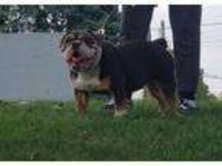 Bulldog Puppy for sale in Bayonne, NJ, USA